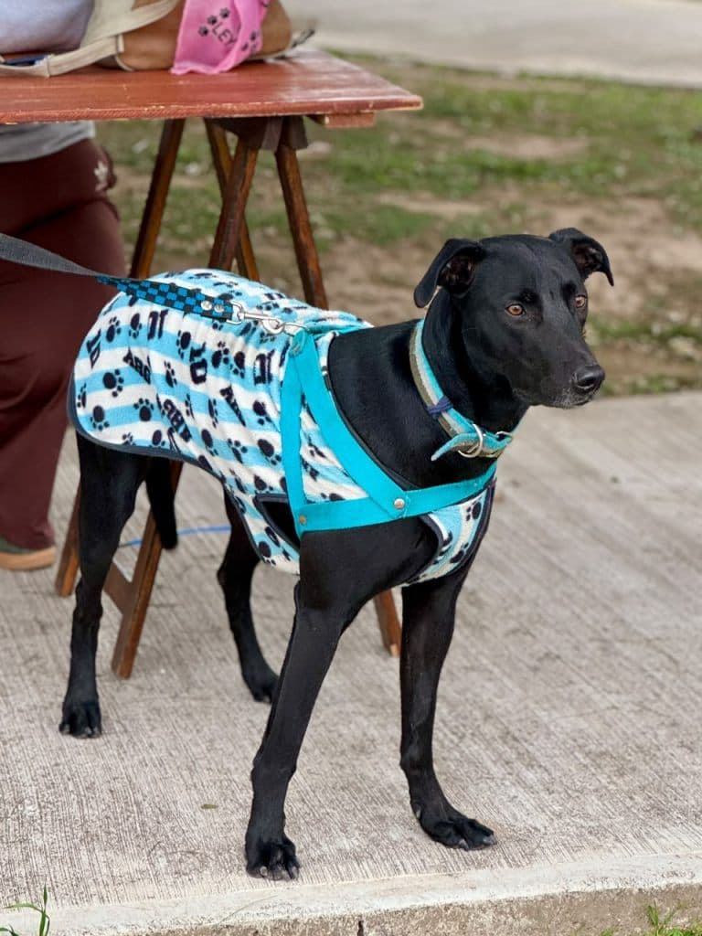 Más de 700 mascotas fueron vacunadas en Arroyito durante la primera etapa de la campaña antirrábica