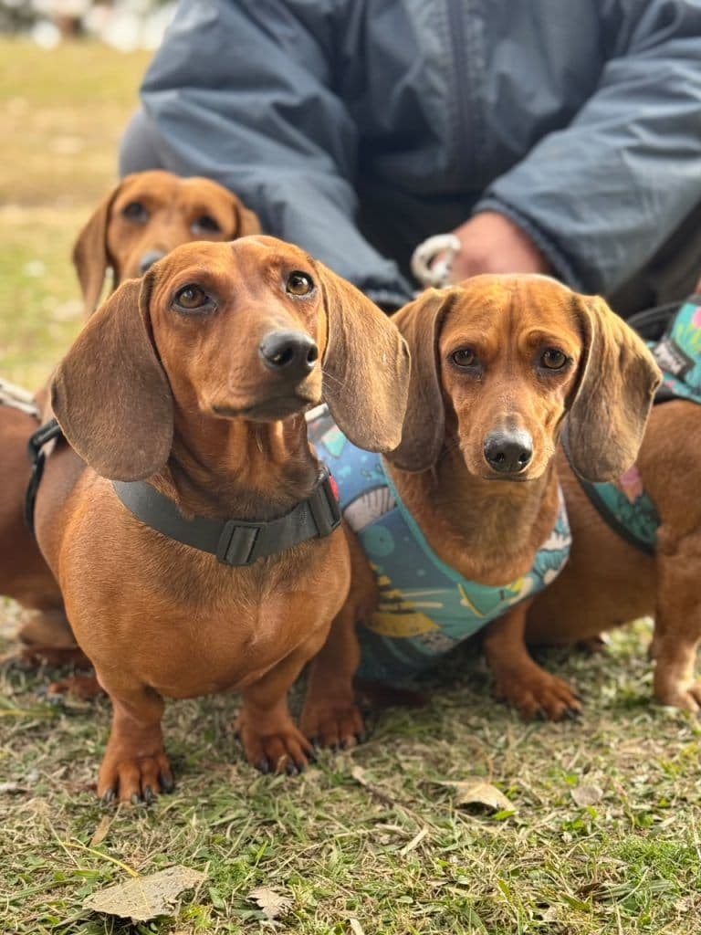 Más de 700 mascotas fueron vacunadas en Arroyito durante la primera etapa de la campaña antirrábica